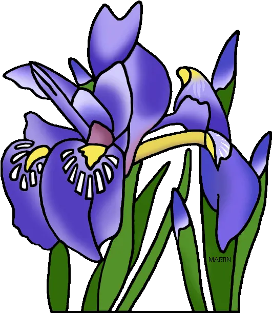 Michigan State Wild Flower Dwarf Lake Tennessee State Flower Clipart Png Iris Flower Png