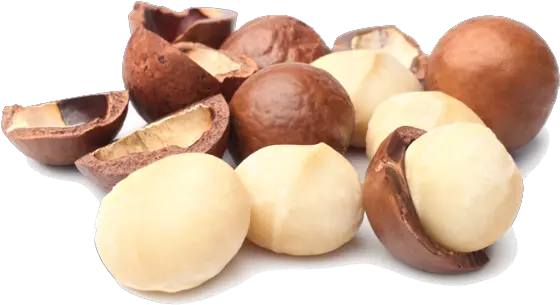 Macadamia Nuts Png Photo Macadamia Nut Nuts Png