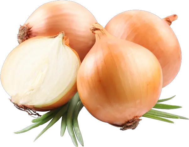 Onion Png Free Download 5 Onion Png Onion Png