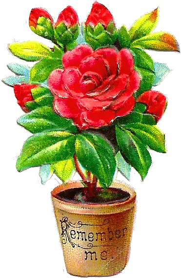 Library Of Flower Bush Clip Png Files Clipart Rose Plant In Pot Clipart Bushes Transparent