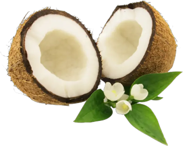 Coconut Png Free Download 22 Coconut Png Coconut Png