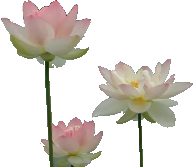 Lotus Flower Transparent Tumblr Free Png Image Lotus Png