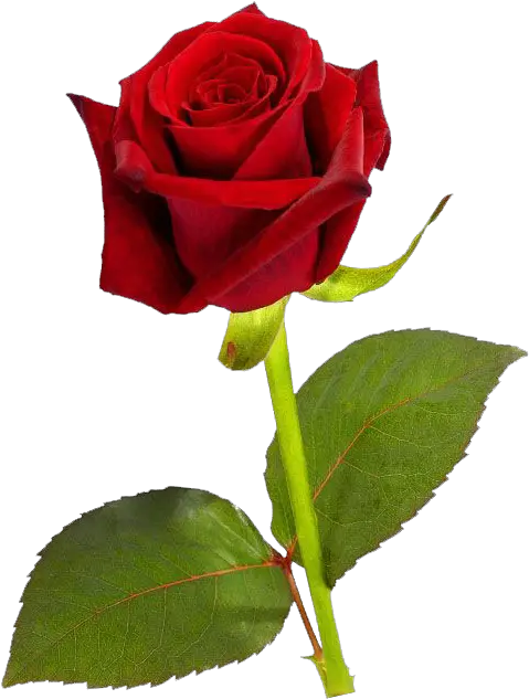 Pin Single Rose Pic Hd Png Roses Transparent Background