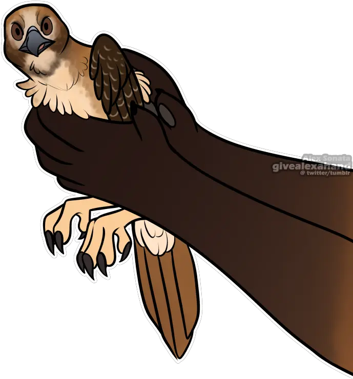 Download Meme Bird Threetoed Sloth Hd Png Download Illustration Sloth Transparent