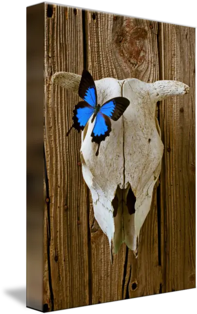 Cow Skull With Blue Butterfly By Garry Gay Picture Frame Png Cow Skull Png