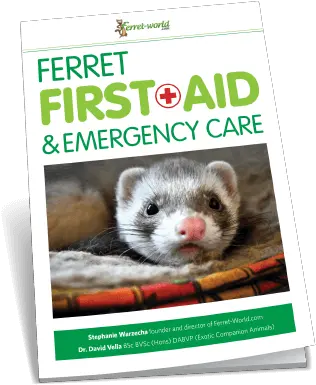 Ferret World Ferretworld Twitter Ferret Png Ferret Png