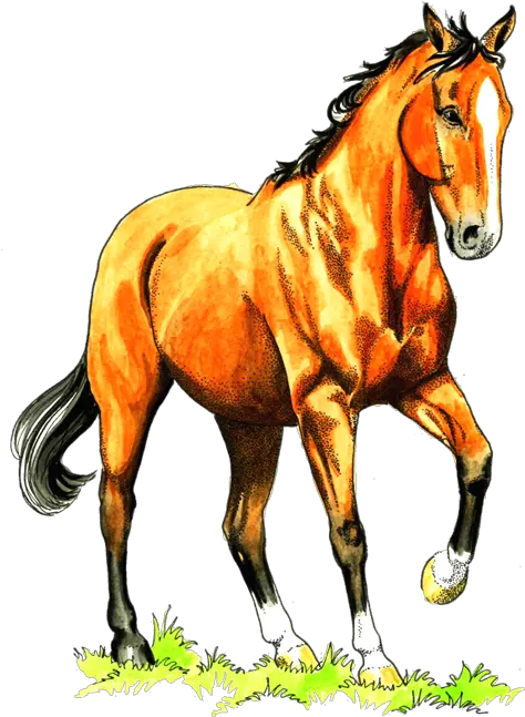 Services U2014 Living Anatomy Of The Horse Animal Figure Png Horse Logo Png