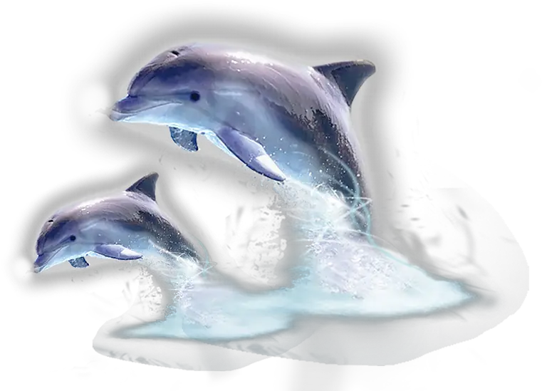 Dolphin Png 4 Image Jumping Out Of The Water Dolphin Transparent Background