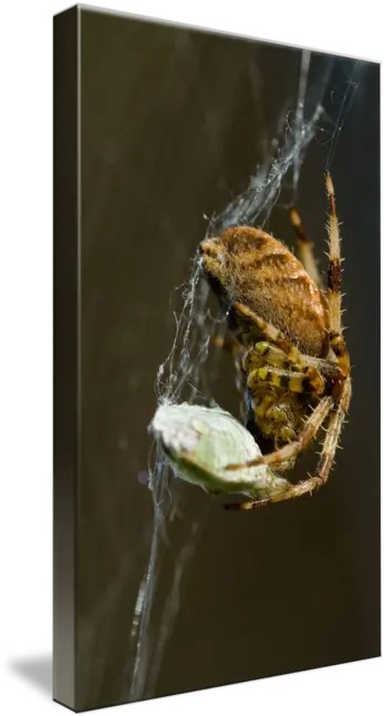 Eurporean Garden Spider By Tony Dodd Spider Web Png Hanging Spider Png