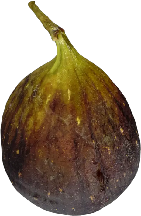 Food Archives Page 10 Of 27 3dbee Common Fig Png Fig Png