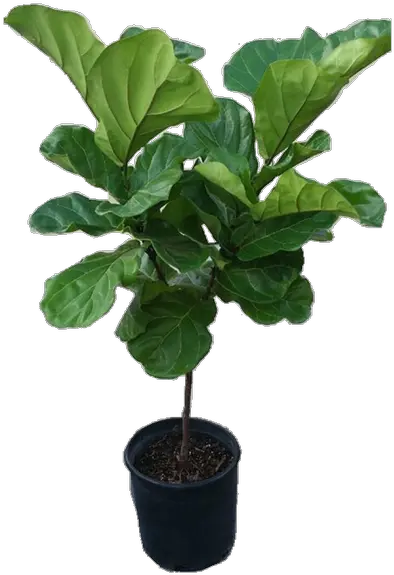 Ficus Lyrata Tree Plant In 12 Pot Also Called Fiddle Leaf Fig Or Pandurata 48 Fig Leaf Tree Transparent Background Png Fig Png