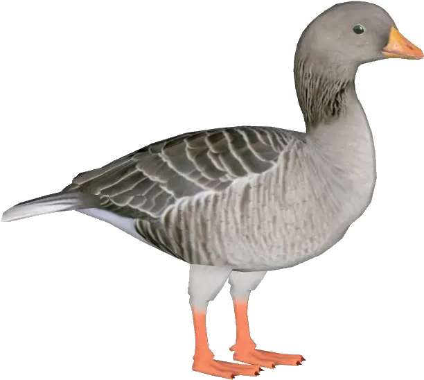 Greylag Goose Greylag Goose Png Goose Png