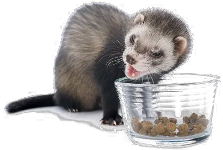 Ferret Transparent Images Ferrets Eating Png Ferret Png