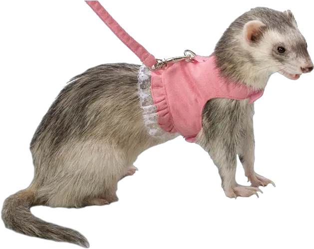 Fashion Transparent Ferrets Shickens Ferret Transparent Png Ferret Png