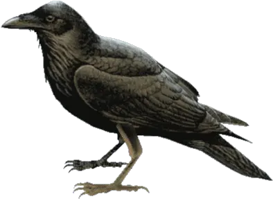 Cello Tvs Stickers For Android Ios Raven Bird Png Raven Transparent