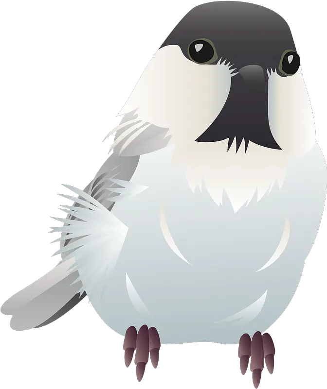 Willow Tit Bird Clipart Falconiformes Png Bird Clipart Png