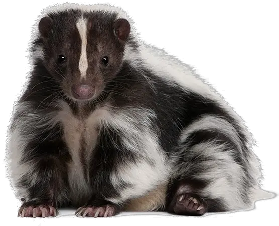 Skunk Download Transparent Png Image Skunk Transparent Background Skunk Png