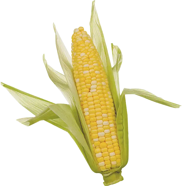 Corn Png Clipart Ear Of Corn Png Corn Transparent Background