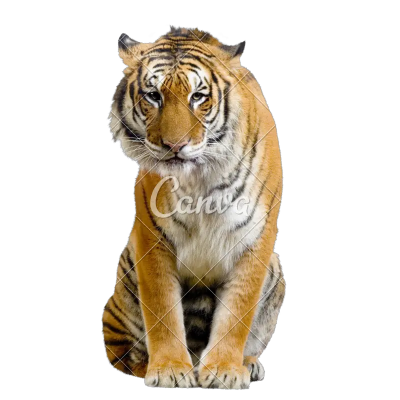 Sitting Tiger Transparent Image Tiger Sitting Transparent Background Png Tiger Transparent