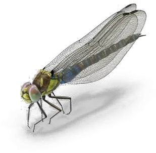 Dragonfly Transparent Images Png Arts Damselfly Dragonfly Transparent Background