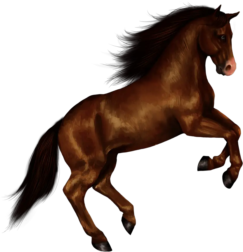 Horse Right Jump Transparent Png Stickpng Horse Png Horse Running Png