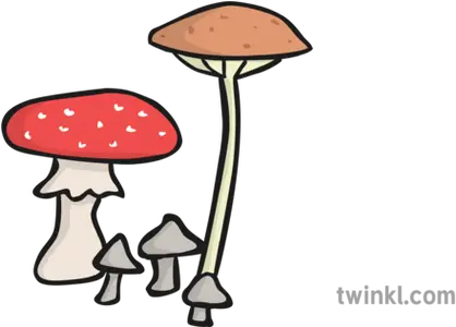 Wild Mushrooms Illustration Twinkl Medicinal Mushroom Png Mushrooms Png