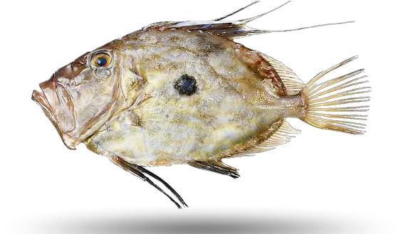 Home John Dory Png Dory Png