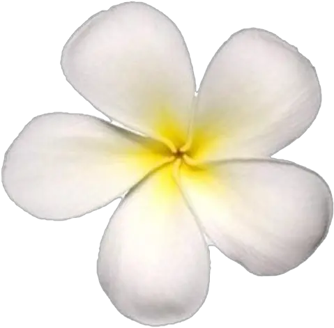 Frangipani Png Transparent Images White Flower Png Plumeria Flower Png