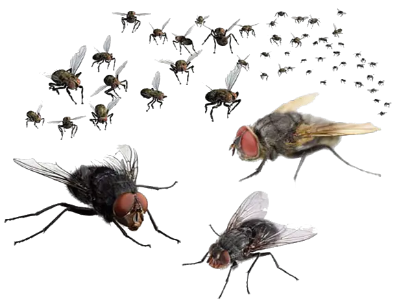 Download Fly Png Free Transparent Flies Png Fly Png