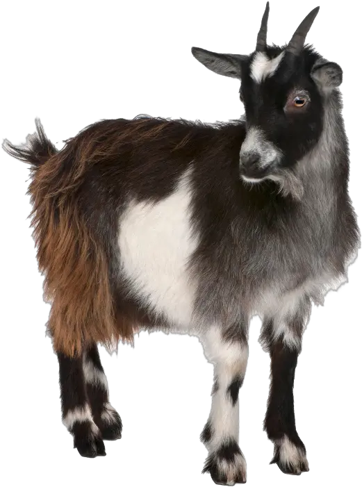 Goats Scale Goat Png Goat Horns Png