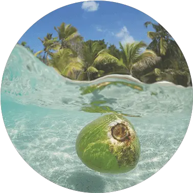 Coconut Oil 4 Pack Noce Di Cocco Che Galleggia Png Coconut Transparent Background