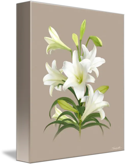Easter Lily Lily Png Easter Lily Png