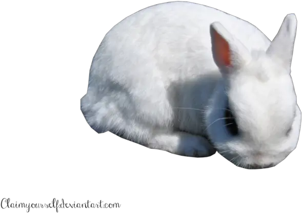 White Rabbit Png Clipart Portable Network Graphics White Rabbit Png