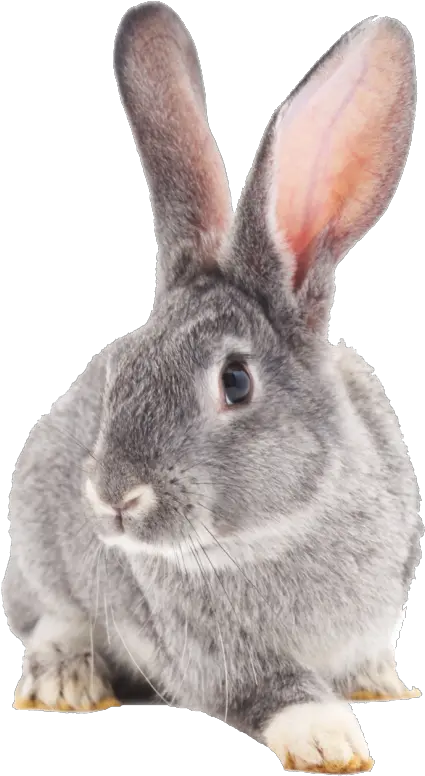 Rabbit Png Transparent Image Domestic Rabbit Rabbit Transparent