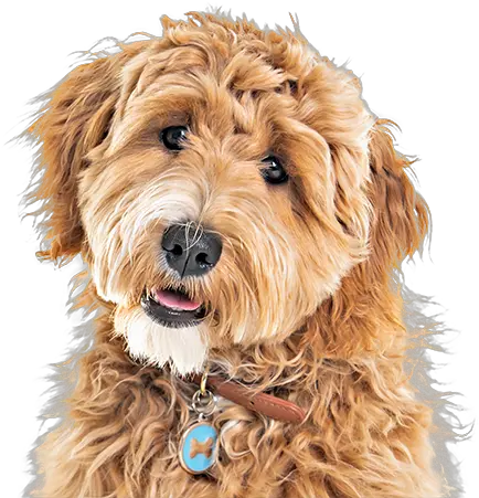 Petstock Goldendoodle Grooming Png Pet Png