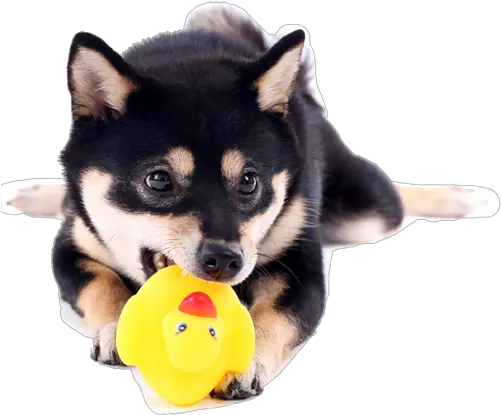 Secrets Of The Elusive Shiba Inu Bath U2013 Bathing Black And Tan Shiba Inu Puppies Png Shiba Inu Transparent