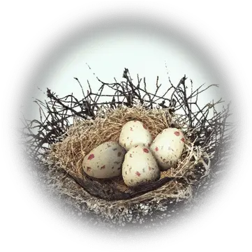 Kuku Bird Nest Bdo Codex Nest Png Bird Nest Png
