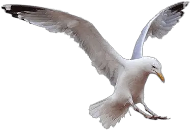 Seagulls Transparent Png Images Seagull Landing Png Seagull Png