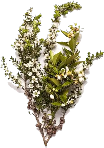 Download Lemon Tea Tree Full Size Png Image Pngkit Lemon Lemon Tree Png