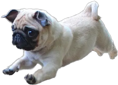 Adorable Transparent Pug Discovered By Leyla Transparent Background Dog Images Png Transparent Puppy