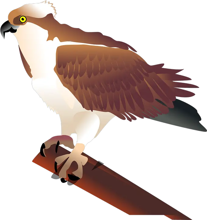 Eagle Hawk Bird Osprey Clip Art Png Hawk Png