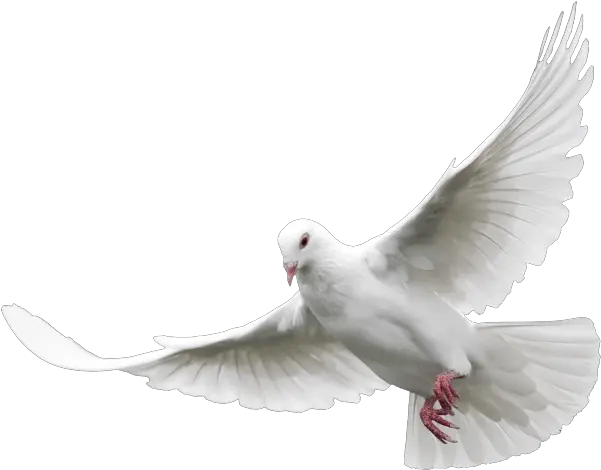 Dove Transparent Png Transparent White Dove Png Dove Transparent