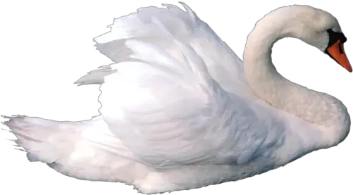 Swan Png Transparent Swan Png Swan Png