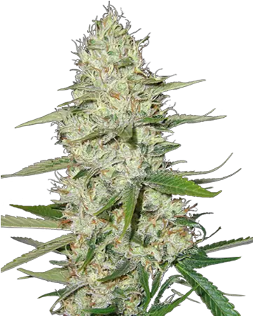 Power Plant Feminized Cannabis Seeds Cannabis Seeds For Sale Png Marijuana Plant Png