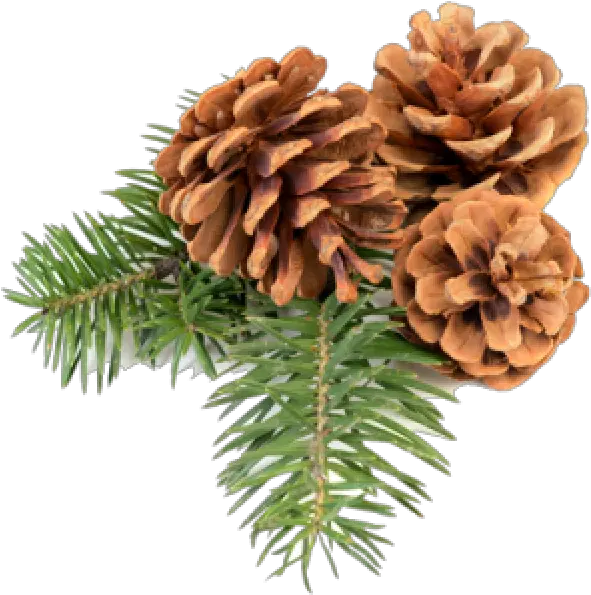 Pine Cone Icon Png Free Transparent Pine Cones Png Pine Branch Png