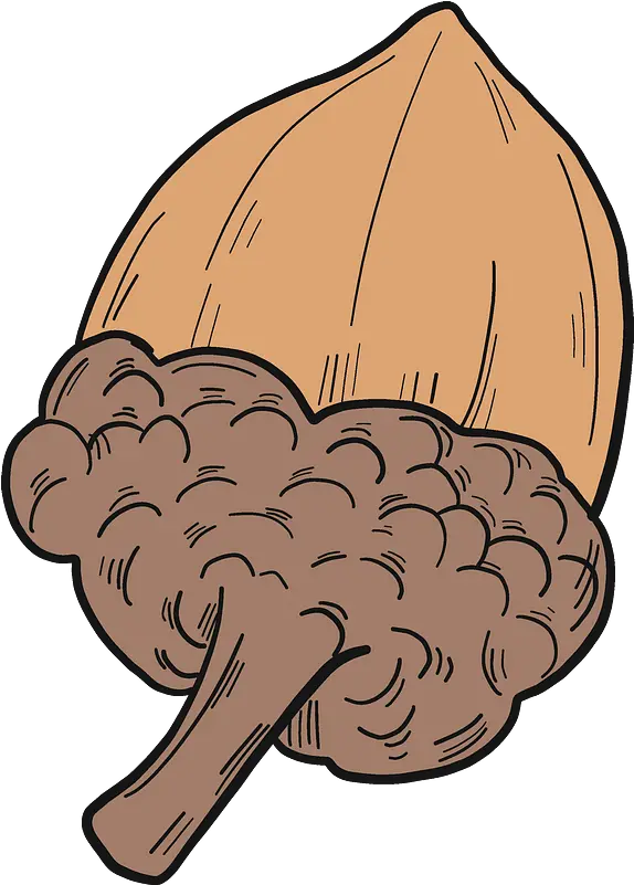 Acorn Clipart Free Download Transparent Png Creazilla Fresh Acorn Png