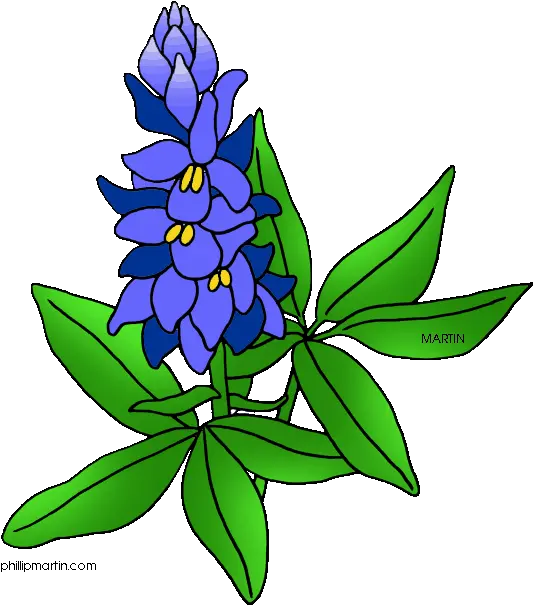 Texas State Flower Clip Art Blue Bonnet Png Texas State Png