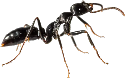 Ant Control Newcastle Treatment Pesti Png