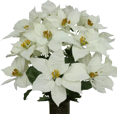 White Poinsettia Png 1 Image Transparent White Poinsettia Png Poinsettia Png