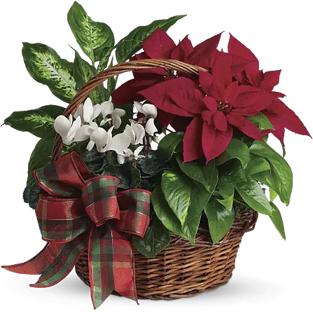 Poinsettia Facts With Diy Crafts U0026 Planting Guide Teleflora Karácsonyi Virágcsokor Png Poinsettia Png